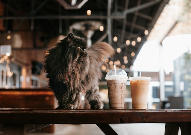 Dark brown long haired cat at coffee shop on a dark wood table by two iced coffees in plastic cups